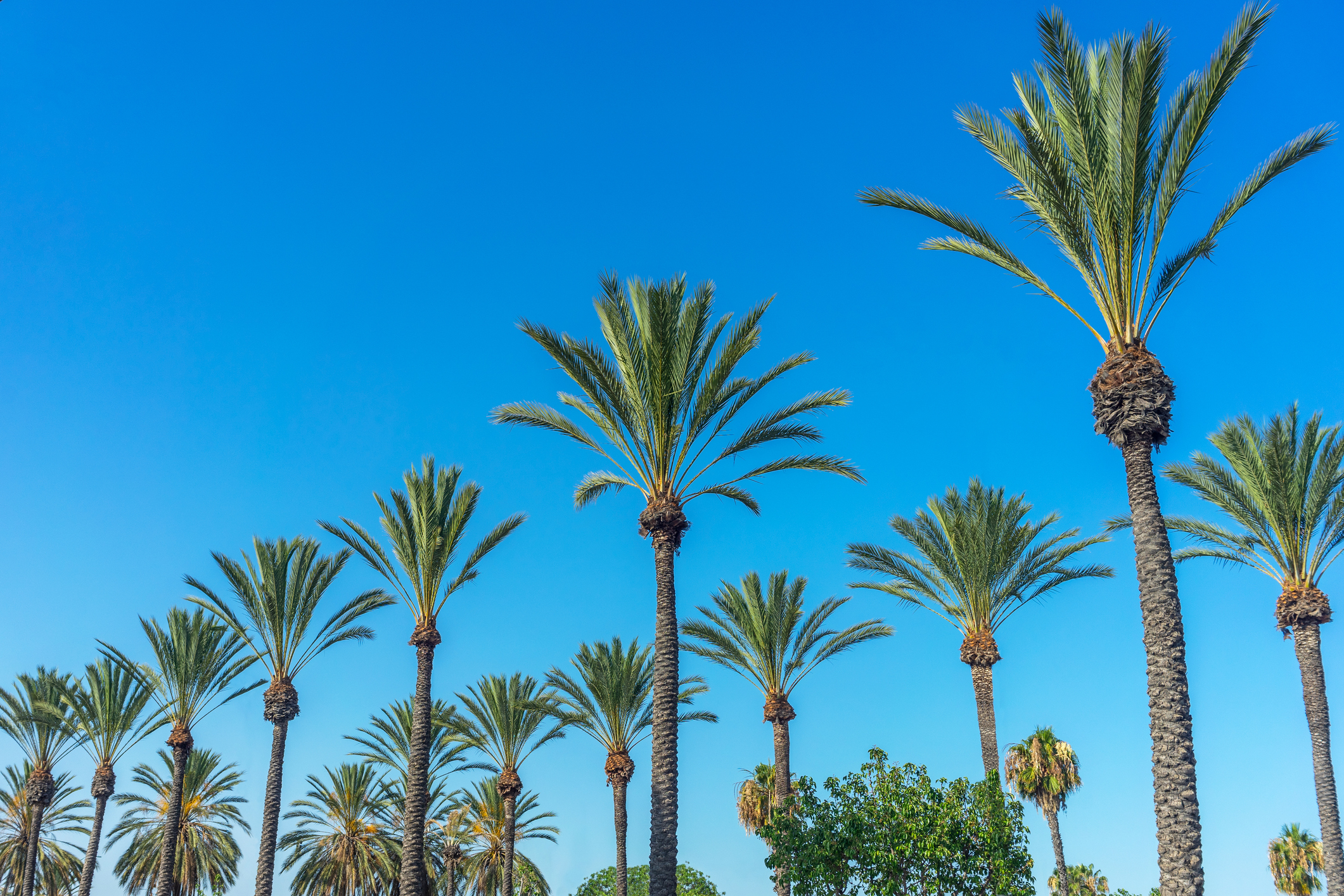 CPG Recruiter in California